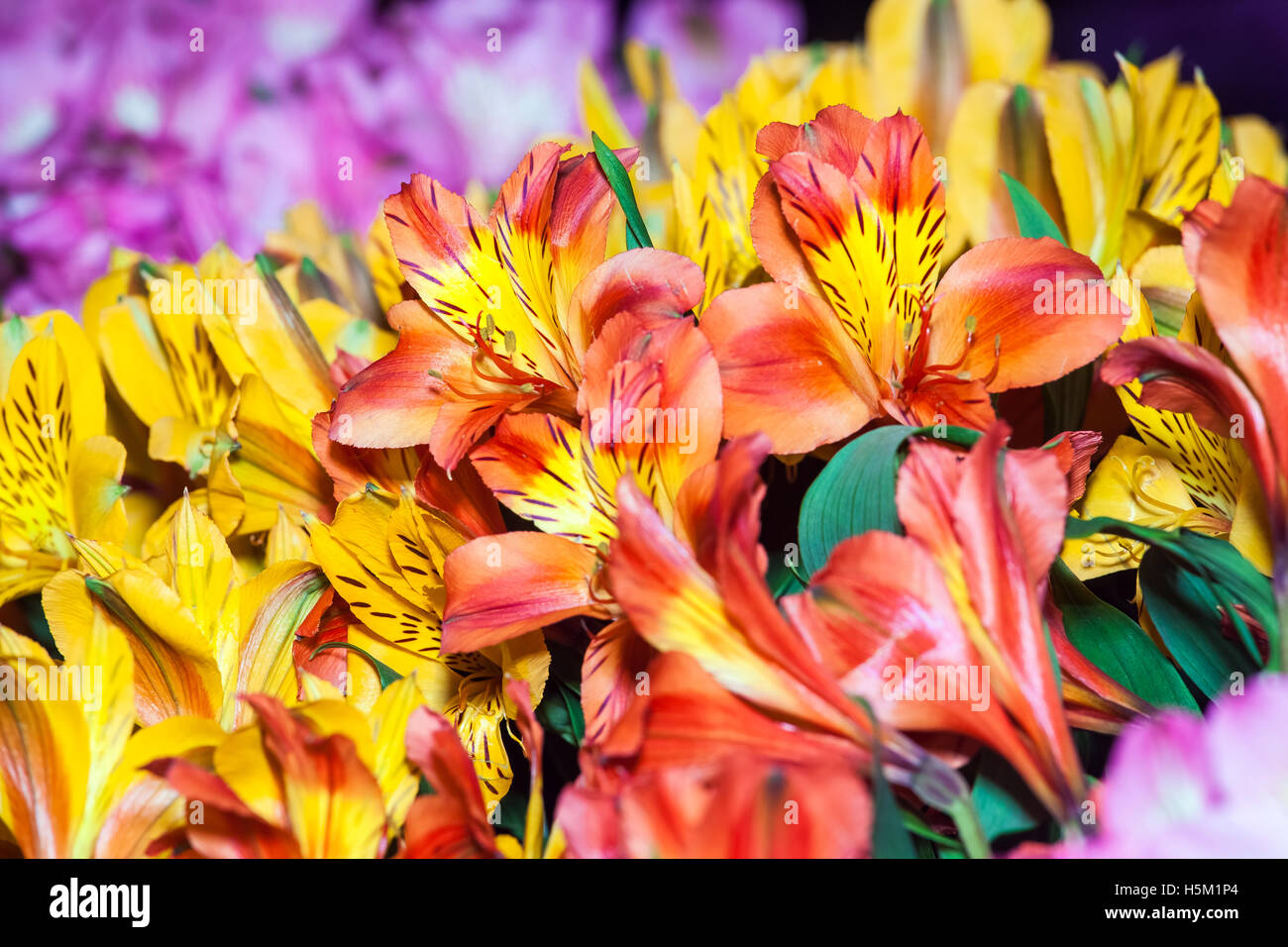 Alstroemeria flowers background Stock Photo - Alamy