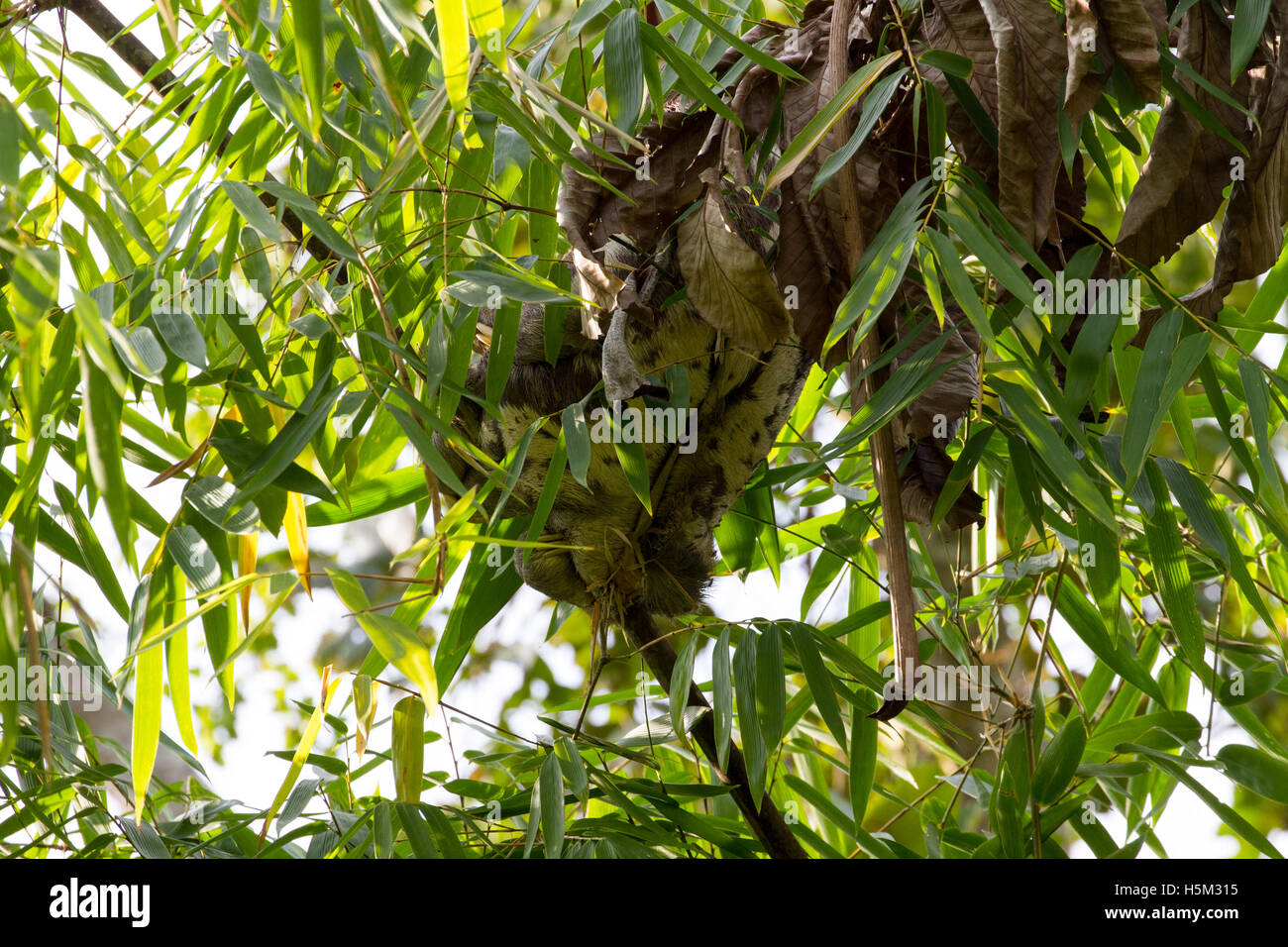 3-toed sloth hiding in tree Stock Photo