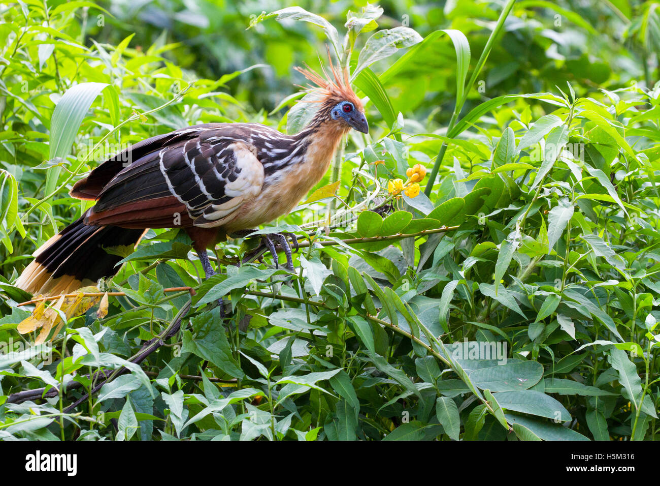 Hoatzin perched in tree Stock Photo