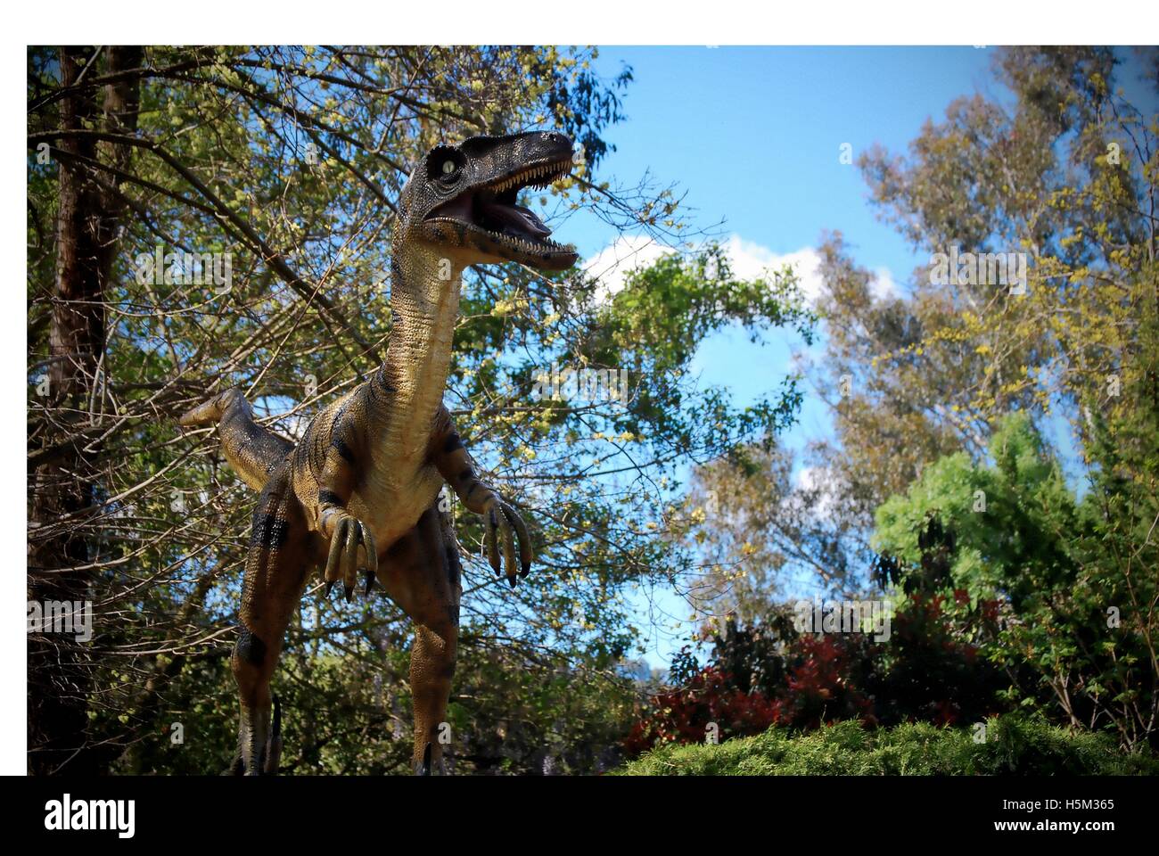Raptor at Green Valley Farm Stock Photo