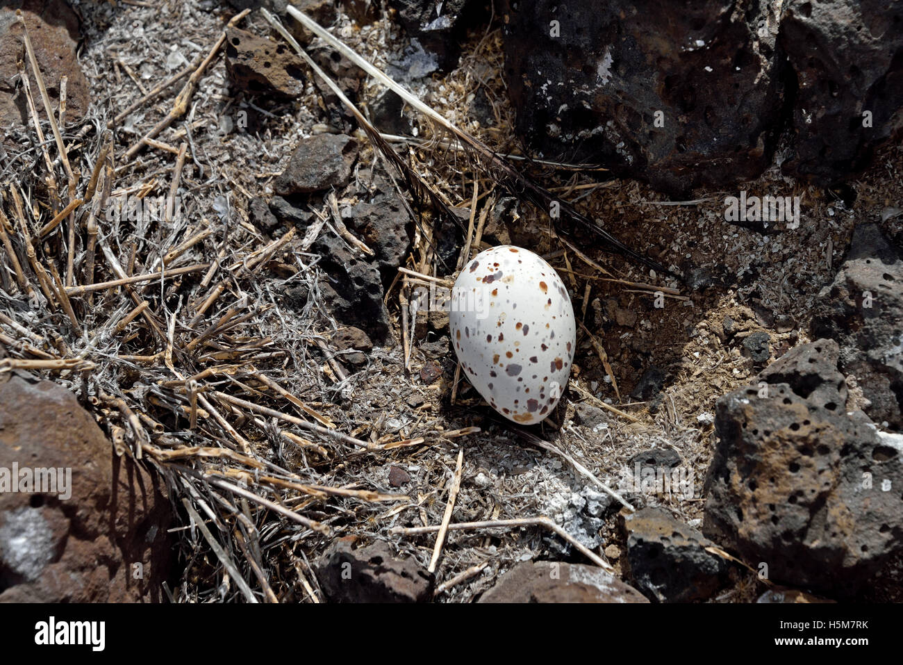 Abandoned egg of the Sooty Tern (Onychoprion fuscatus) in the nesting colony on Wideawake Fairs in the South West of Ascension I Stock Photo