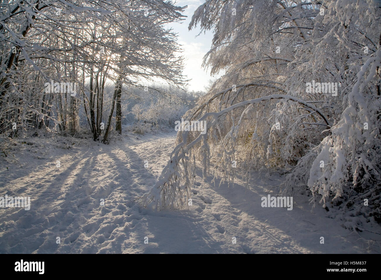 Snow covered bridleway Stock Photo