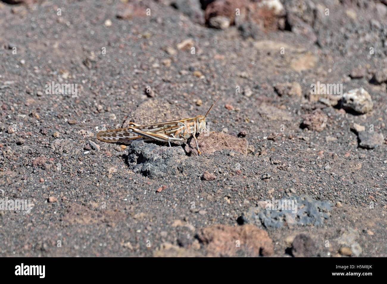 A Desert Locust (Schistocerca gregaria) on volcanic land by English Bay Road, North Point on Ascension Island, South Atlantic Stock Photo