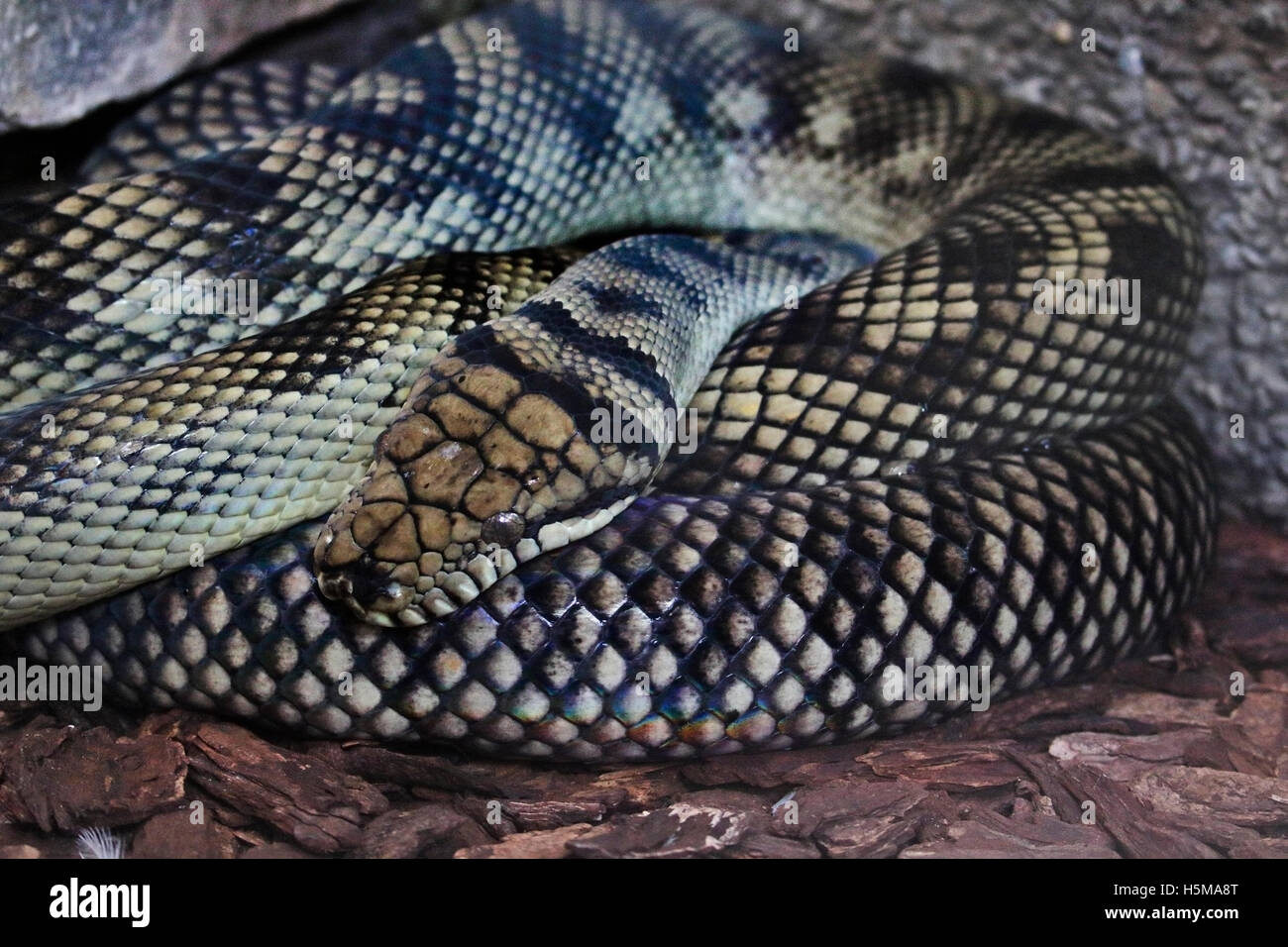 Amethystine python hi-res stock photography and images - Alamy