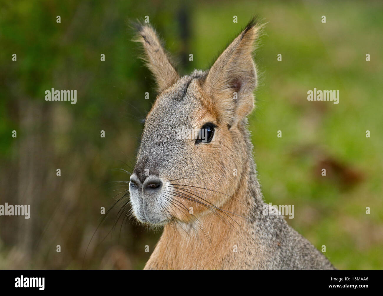 Maras animal hi res stock photography and images Alamy