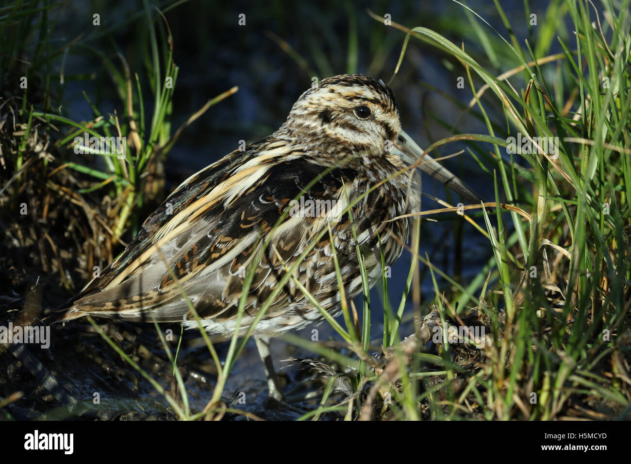 A rare Jack Snipe (Lymnocryptes minimus) hiding in the marshland. Stock Photo
