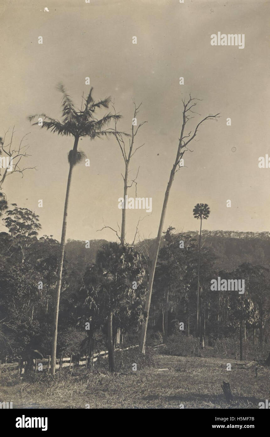 This undated photograph from the RAHS Photograph Collection features the Illawarra region and is linked to the Royal Australian Historical Society (RAHS), representing an important piece of Australian history. Stock Photo