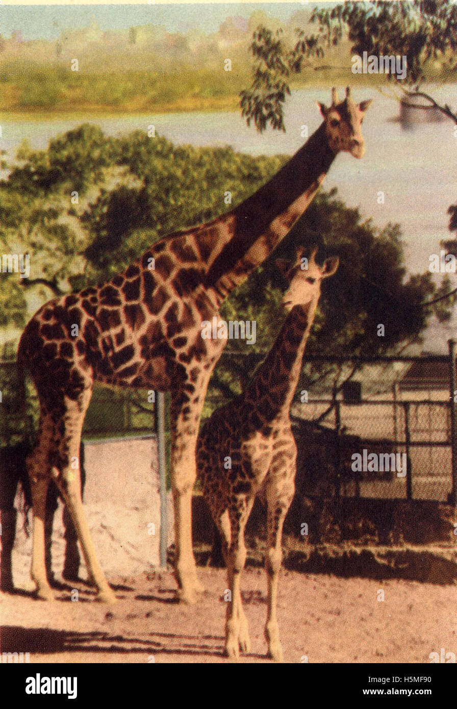 Taronga Park Zoo Stock Photo Alamy