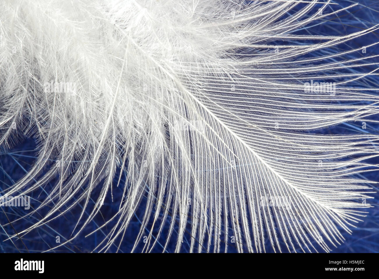 Blurred white soft fluffy feather  backgroud Stock Photo