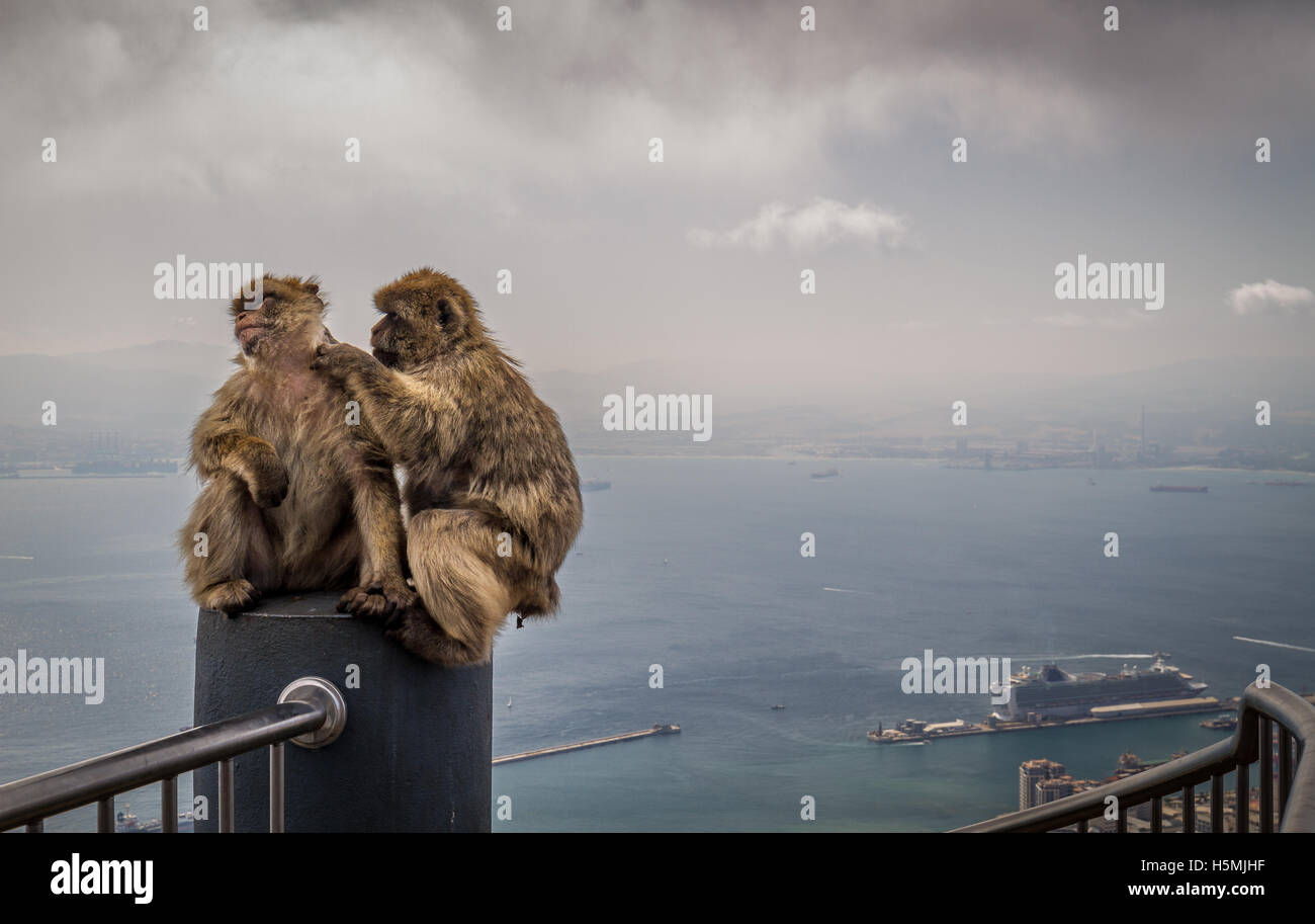 Barbary apes grooming on top of Rock of Gibraltar Stock Photo