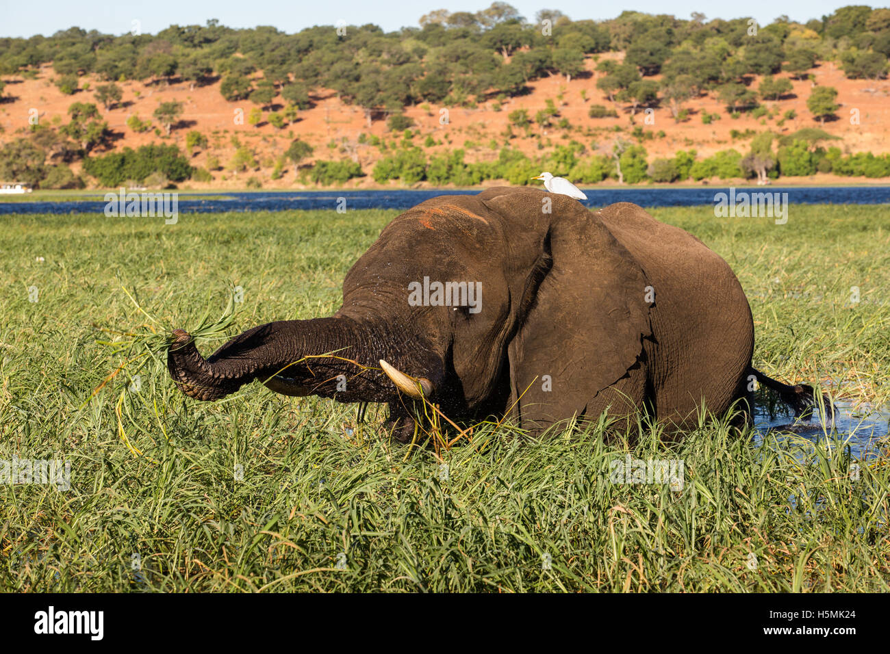 Elephant (Loxodonta africana) feeding on lush floodplain grass on the Chobe River with a cattle egret sitting on its back Stock Photo