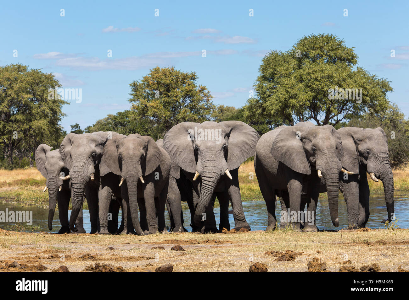 A tight cluster of six elephant (Loxodonta africana) bulls standing close together Stock Photo