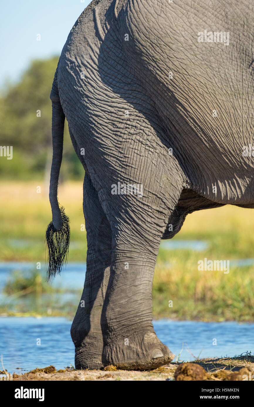 Closeup of an elephant (Loxodonta africana) rear end and tail with hairs Stock Photo