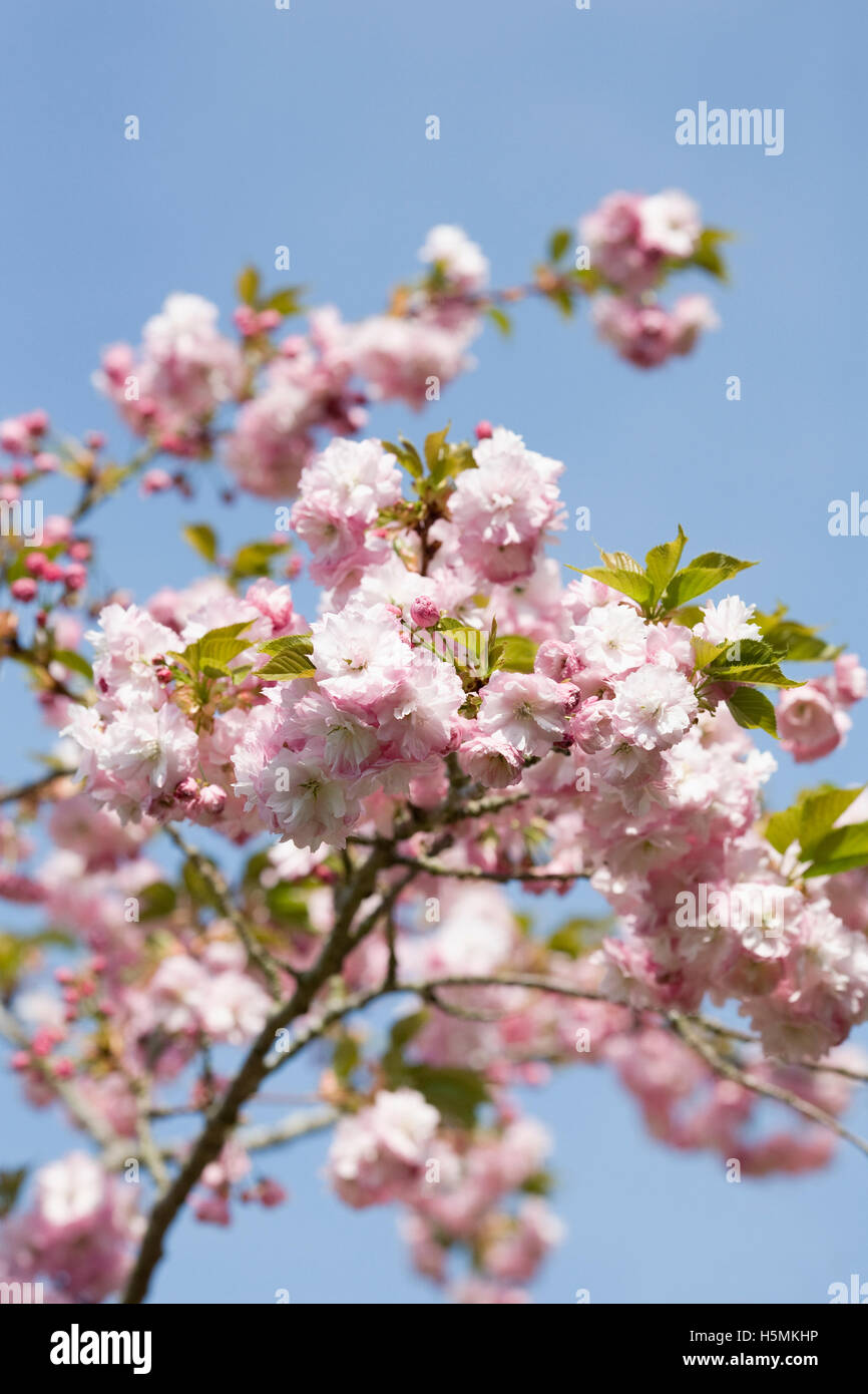 Prunus. Japanese cherry tree blossom. Cherry blossom in an English garden. Stock Photo