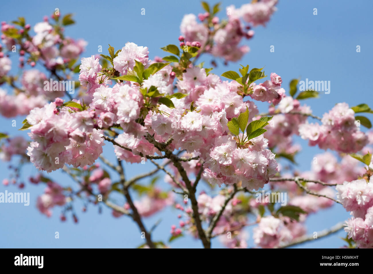 Prunus. Japanese cherry tree blossom. Cherry blossom in an English garden. Stock Photo