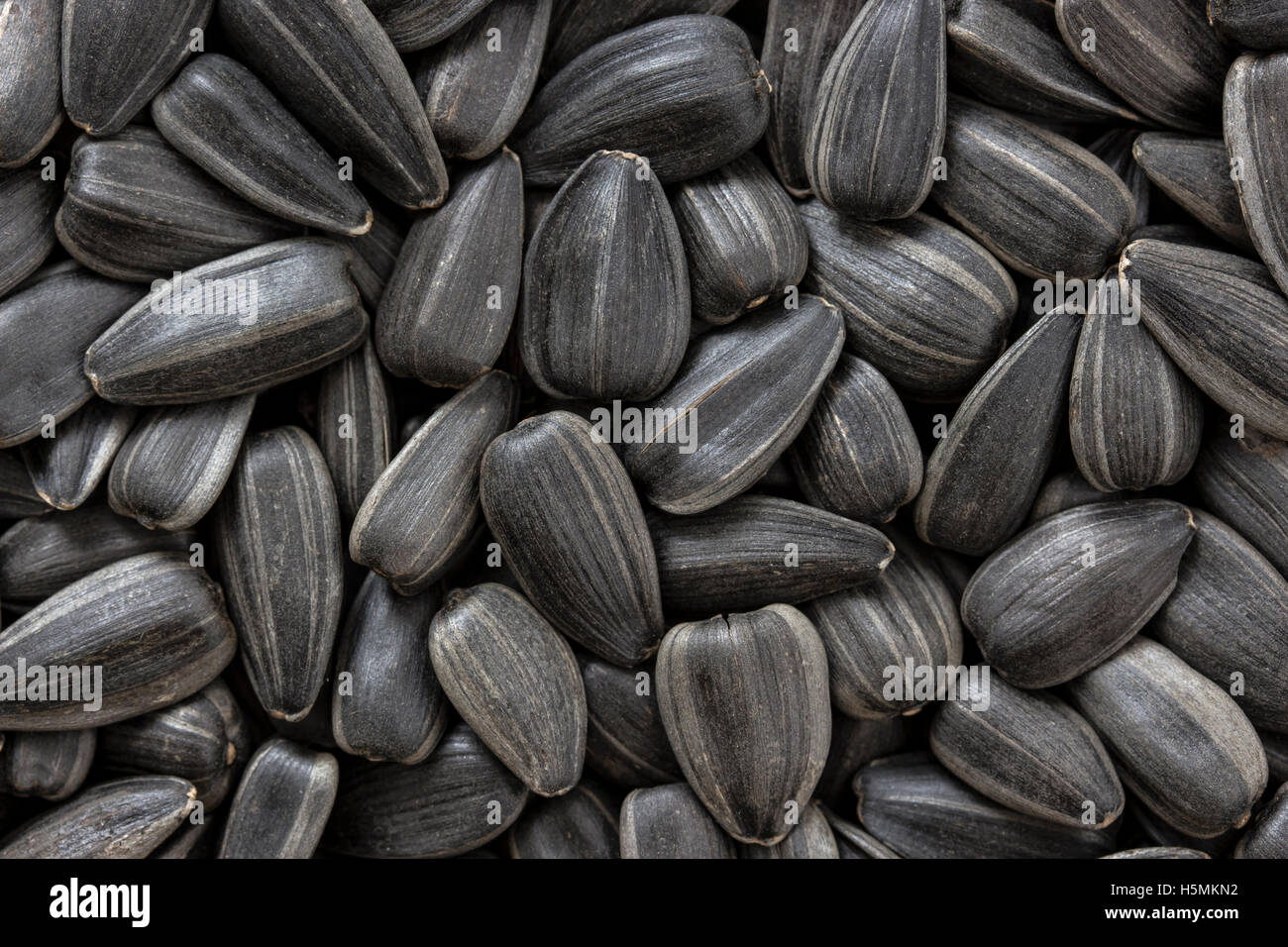 Black sunflower seeds. For texture or background Stock Photo - Alamy