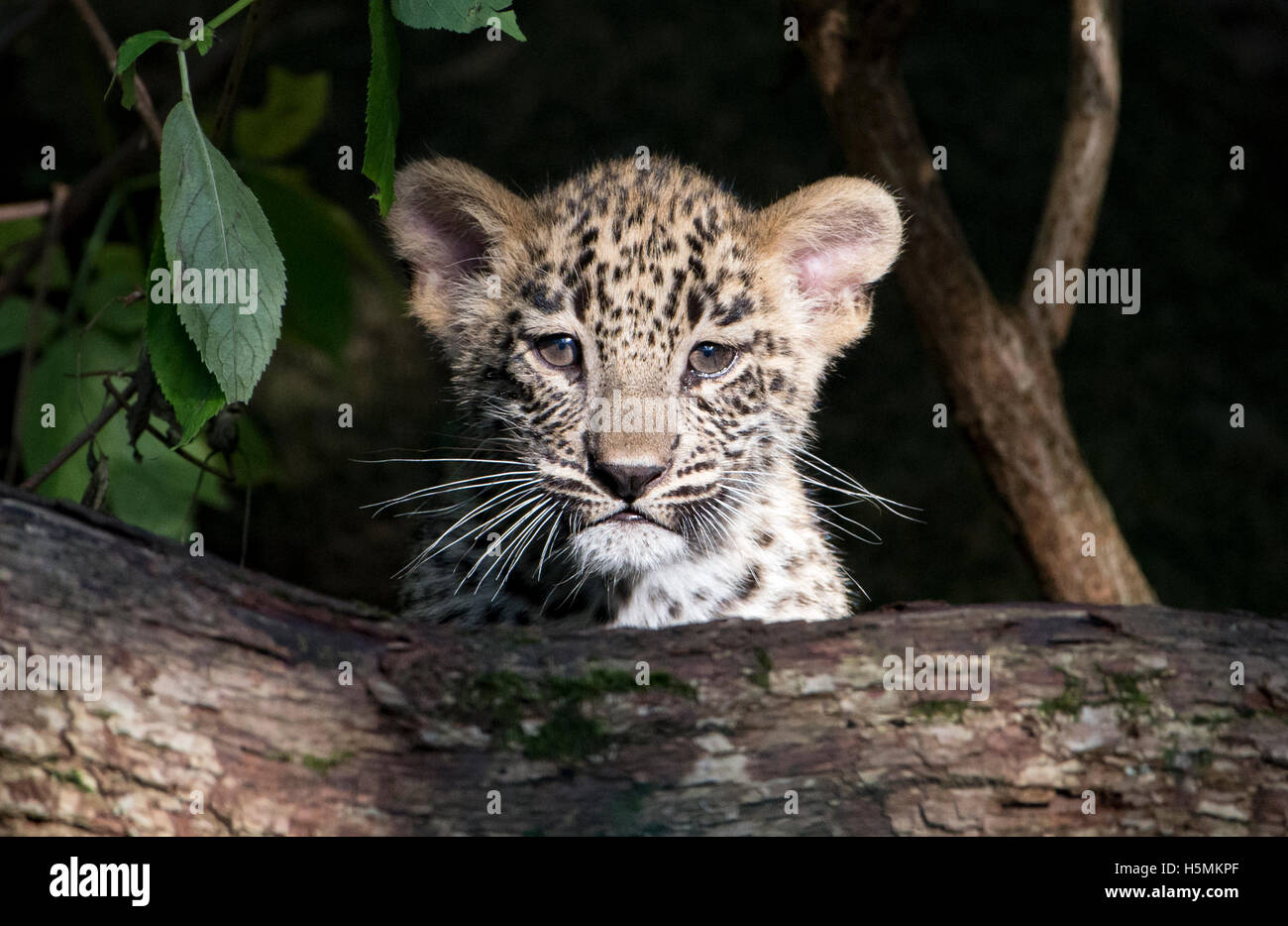 Cute male Persian leopard cub looking at camera Stock Photo