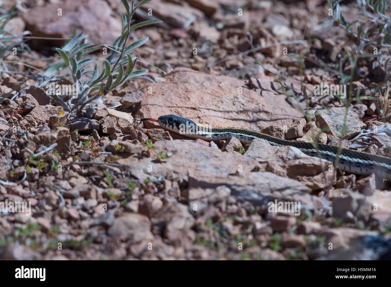 Western Black-necked Garter Snake, (Thamnophis cyrtopsis cyrtopsis), San Mateo mountains, New Mexico, USA. Stock Photo