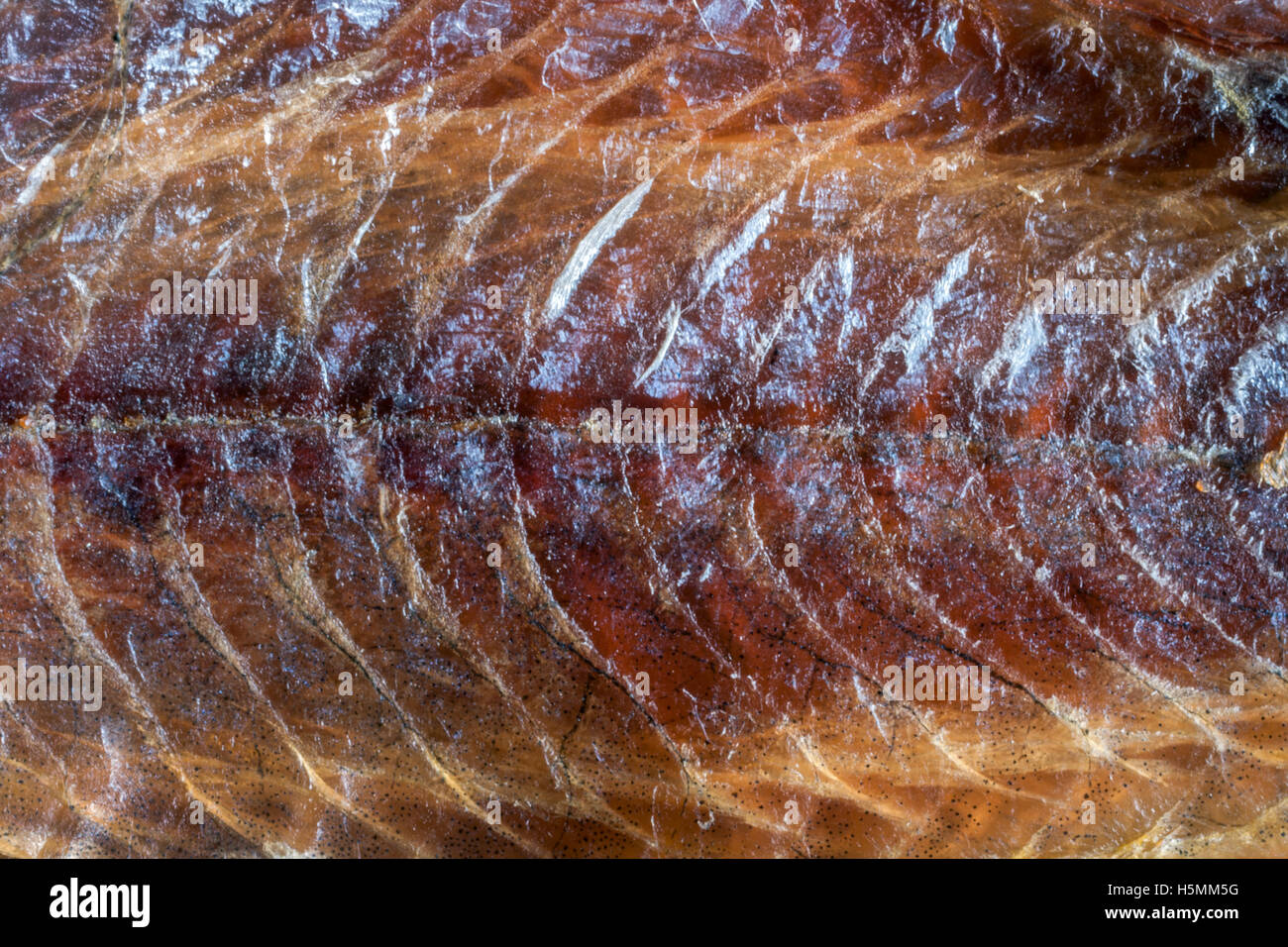 amber fillet of salty dried fish Stock Photo Alamy