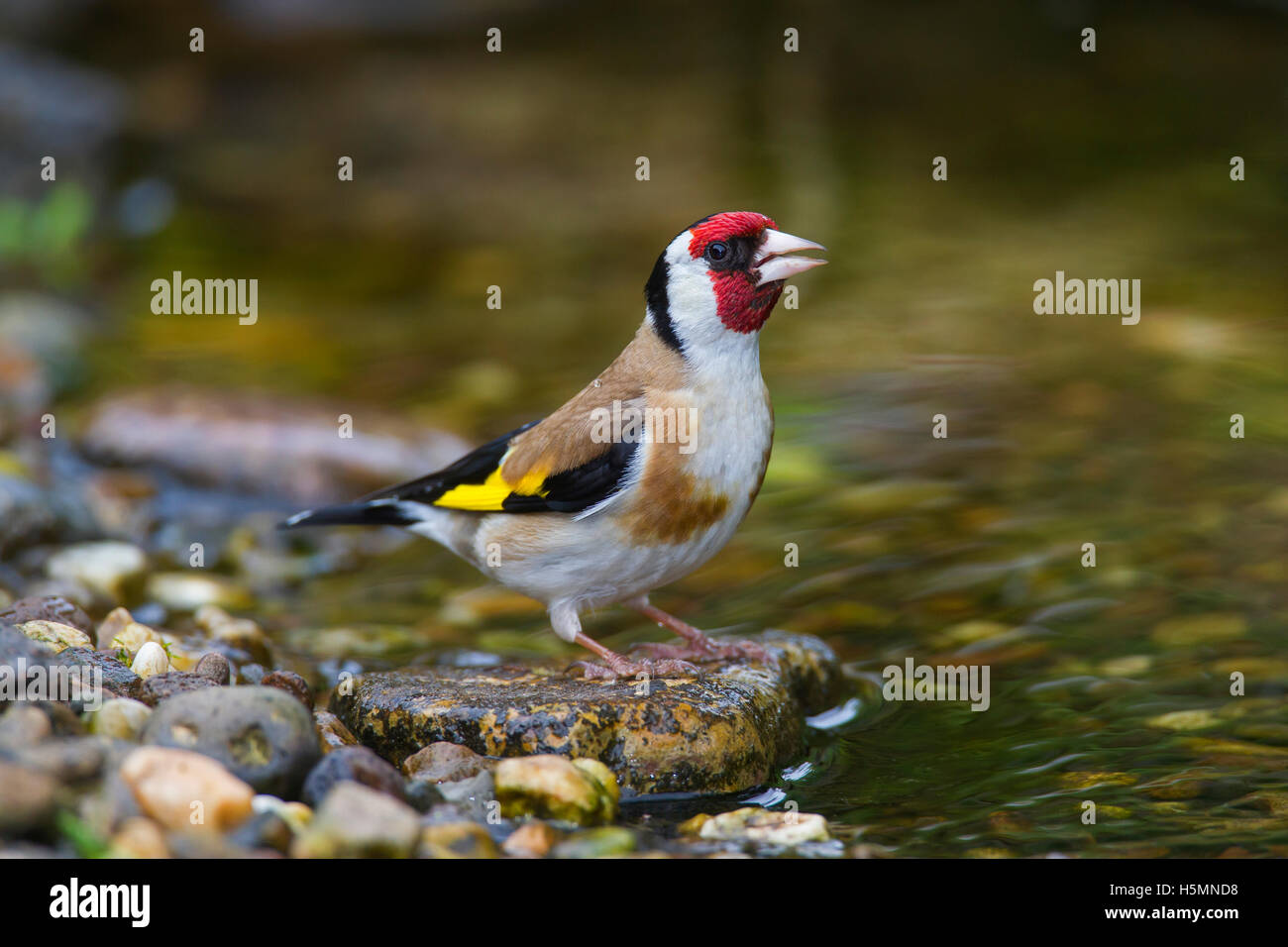 Goldfinch uk hi-res stock photography and images - Alamy