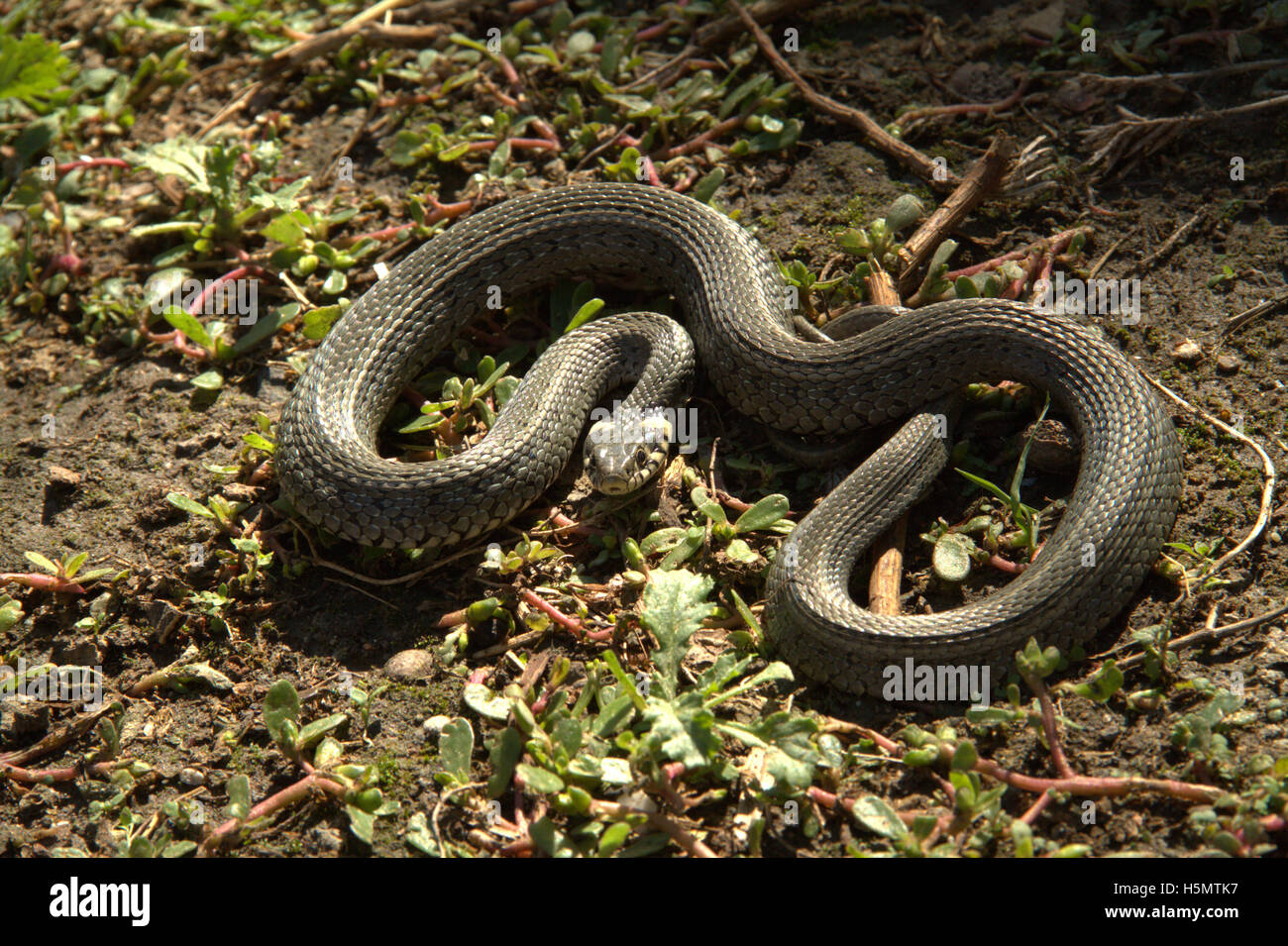 Coiled snake basking in the sun Stock Photo