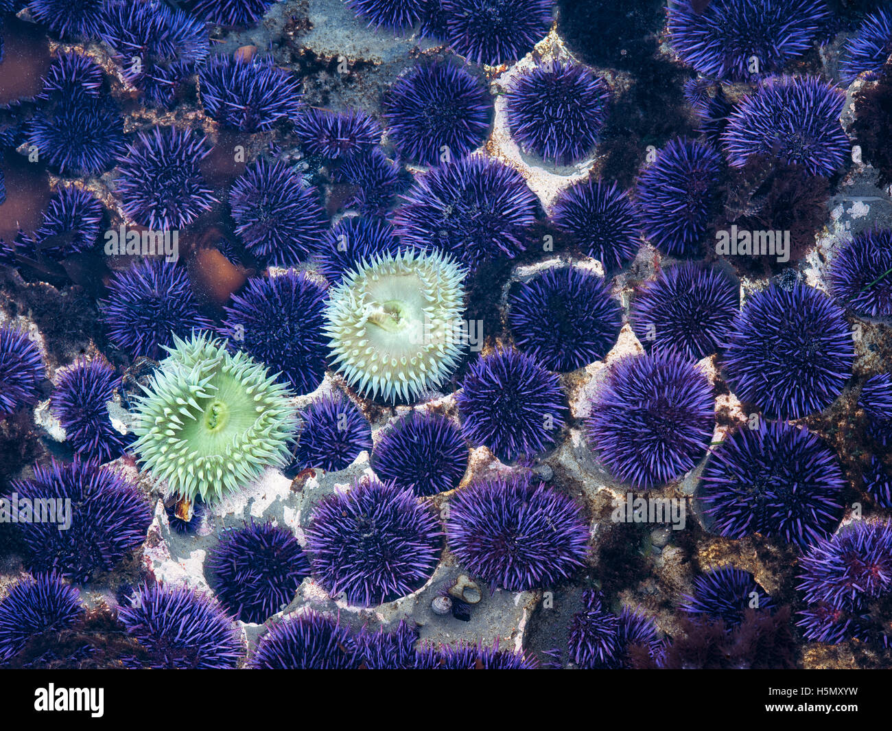 Close up of Purple Sea Urchins. Devils Punchbowl State Natural Area, Oregon Stock Photo