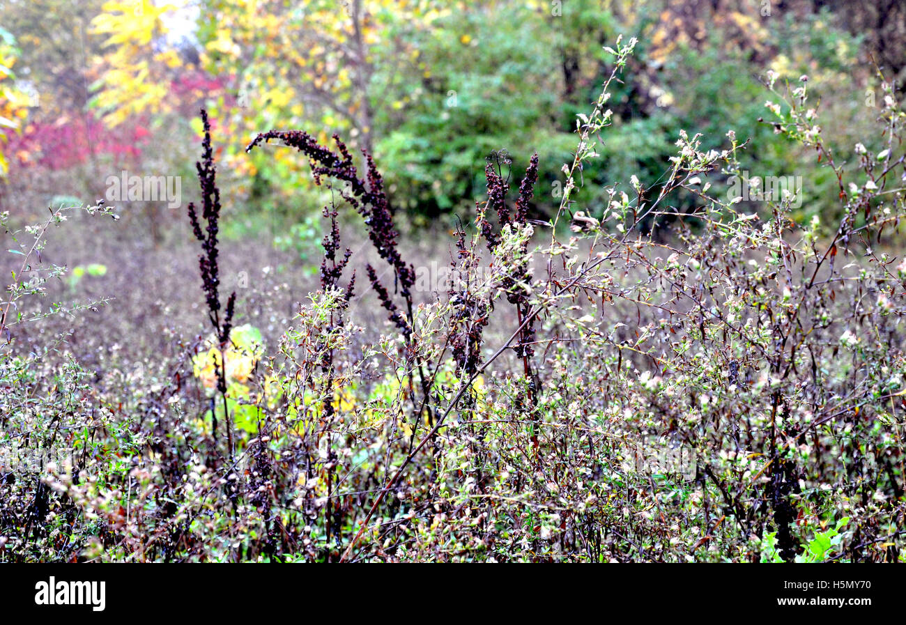 Wildflowers in a Michigan fields Stock Photo Alamy