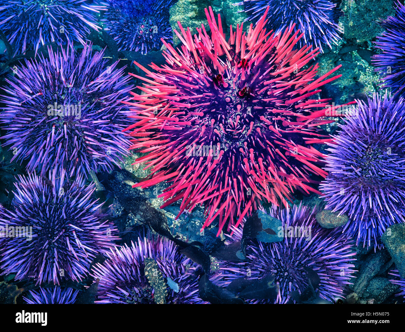 Red and purple sea urchins at extreme minus tide. Yaquina Head Outstanding Natural Area, Oregon Stock Photo