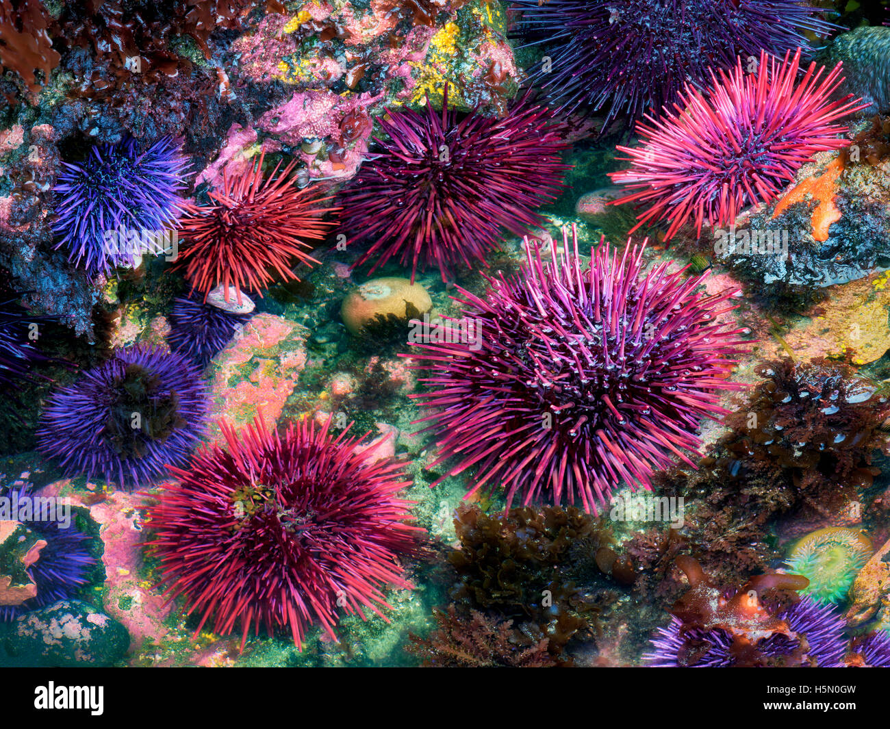 Red and purple sea urchins at extreme minus tide. Yaquina Head Outstanding Natural Area, Oregon Stock Photo