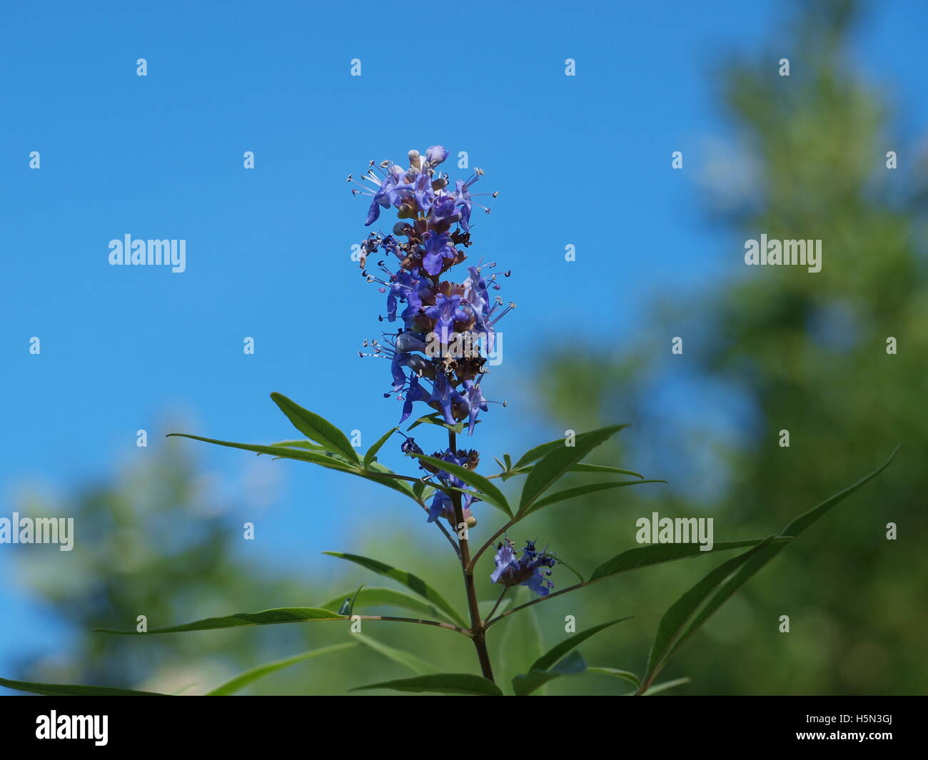 Late Fall Flowers at Sun Set Bay Dock Stock Photo Alamy