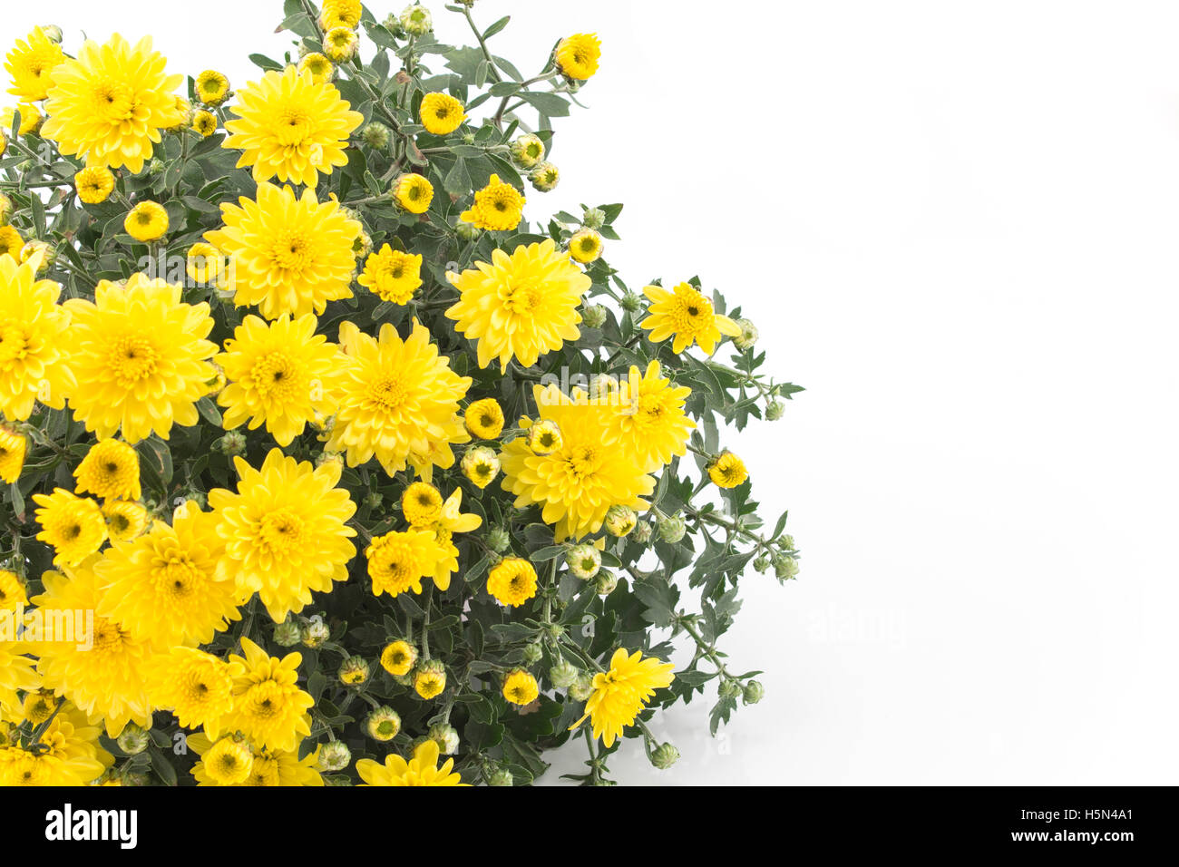 Yellow Chrysanthemum on White Background Stock Photo - Alamy