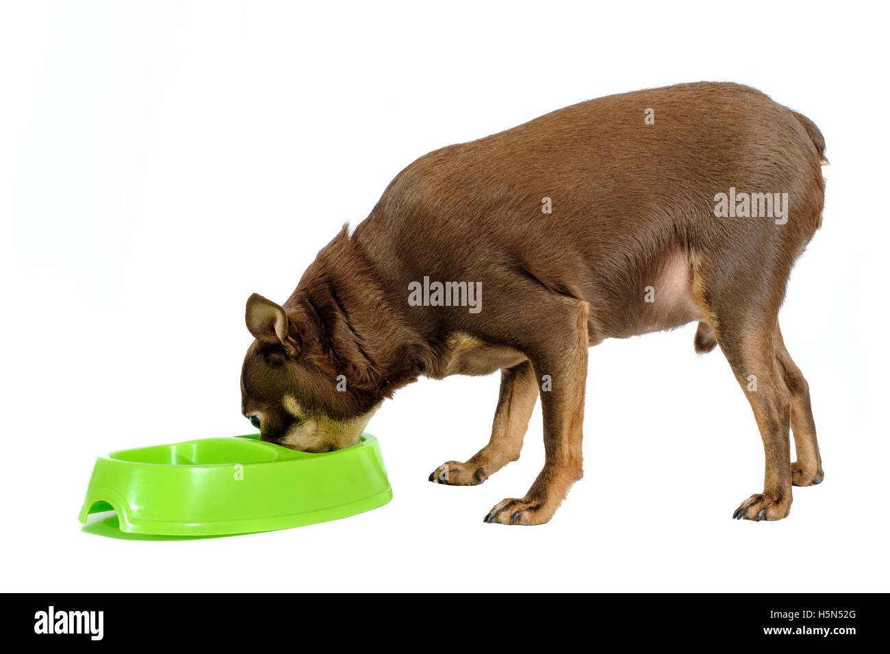Overweight russian toy dog eating Stock Photo