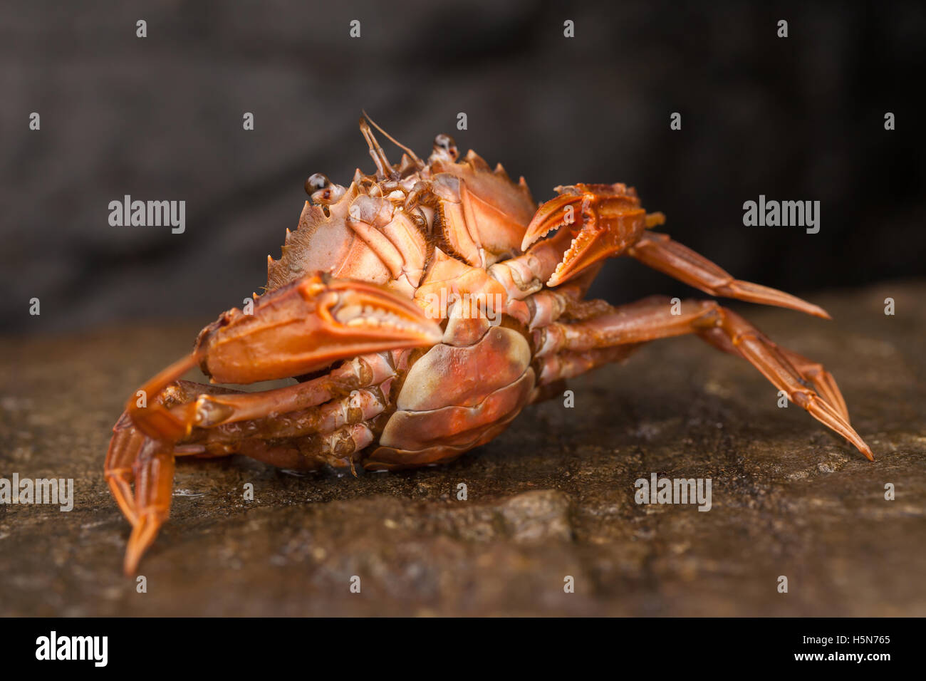 Velvet crab Stock Photo