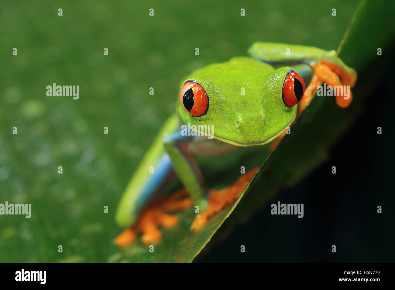 Red-eyed Tree Frog (Agalychnis callidryas) in caribbean rainforest. Tortuguero National Park, Costa Rica. Stock Photo