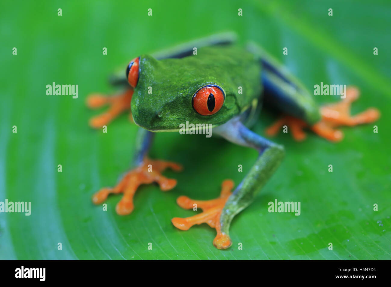 Red-eyed Tree Frog (agalychnis Callidryas) In Caribbean Rainforest 