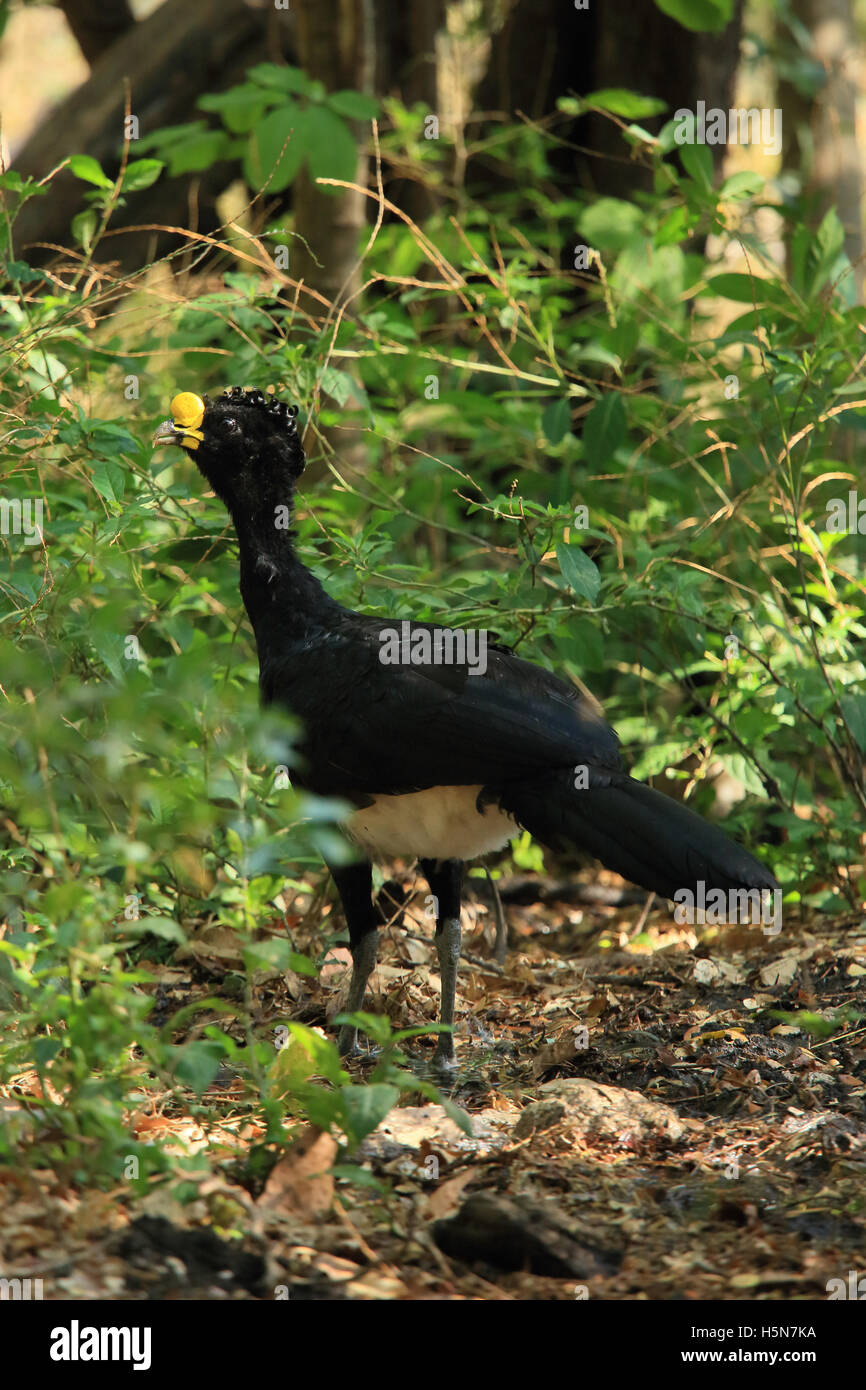 Male great curassow (Crax rubra) in tropical dry forest. Palo Verde