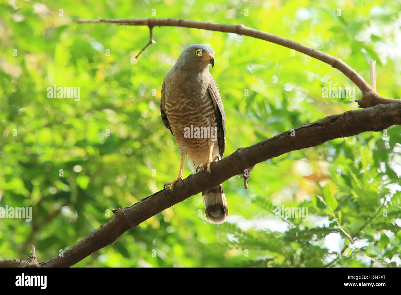 Roadside hawk (Buteo nitidus) in tropical dry forest. Palo Verde National Park, Guanacaste, Costa Rica. Stock Photo