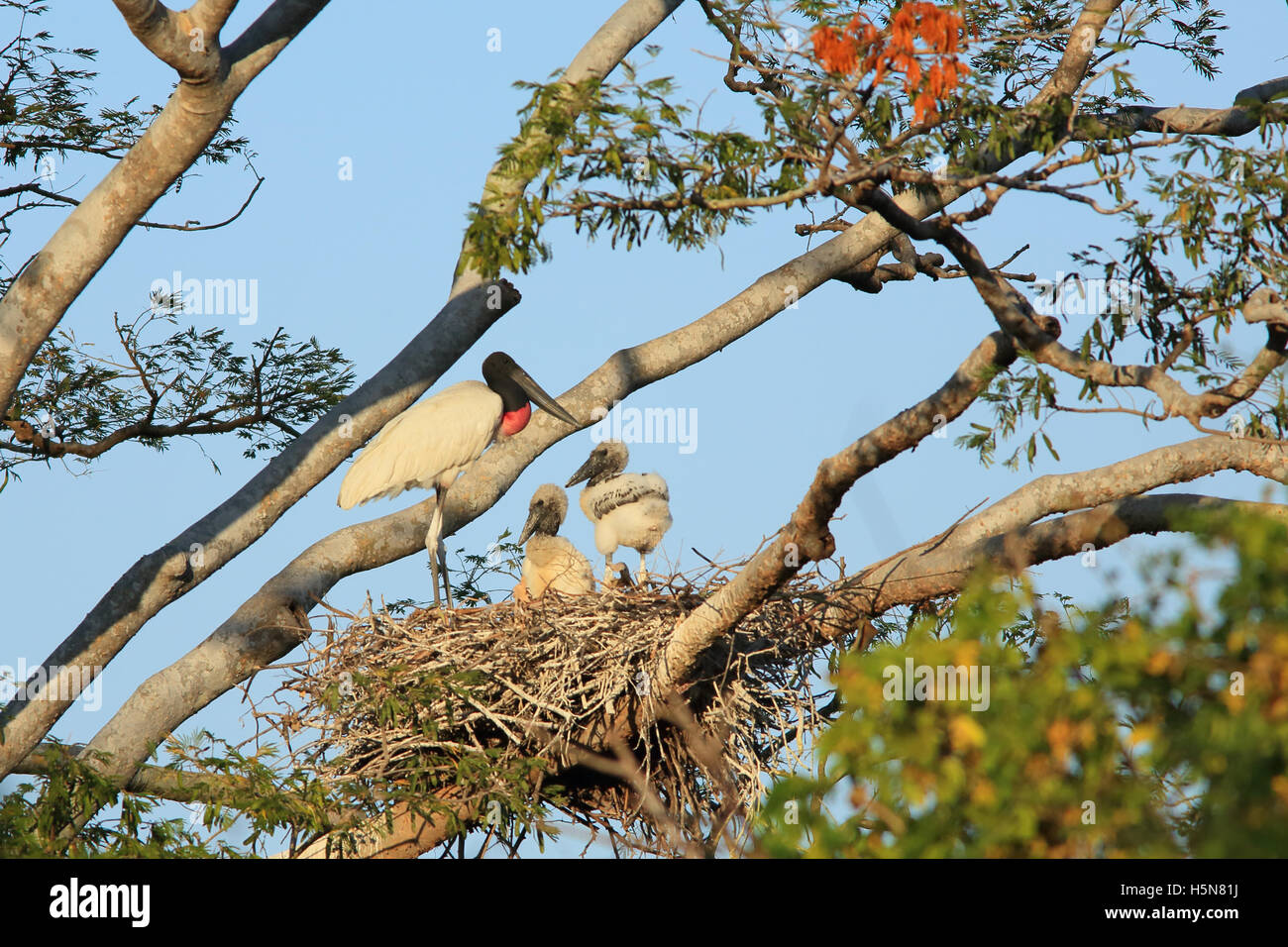 Jabiru (Jabiru mycteria) and offspring at nest. Tropical dry forest, Palo Verde National Park, Guanacaste, Costa Rica. Stock Photo