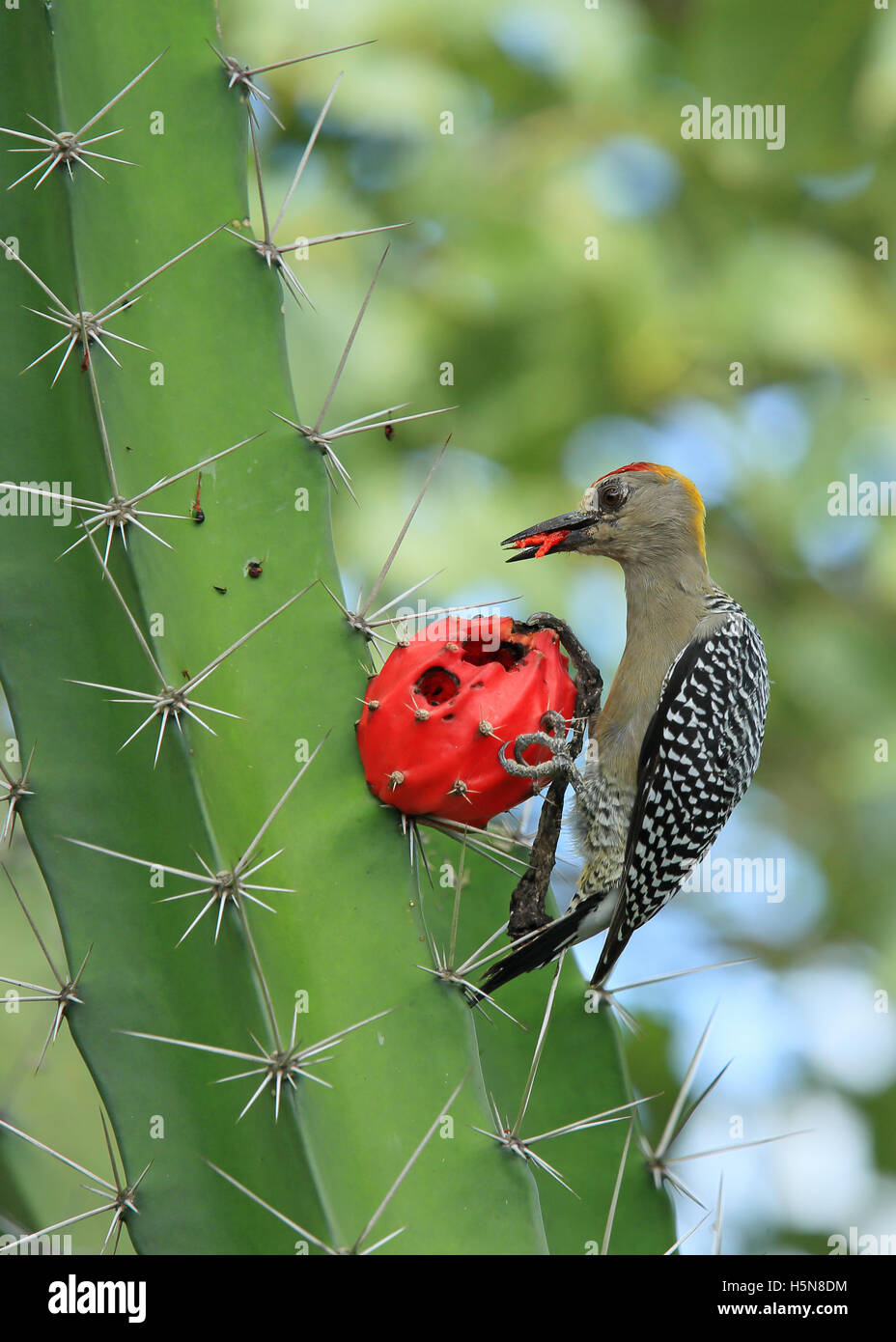 Hoffmann’s woodpecker (Melanerpes hoffmannii) feeding on fruit of cactus (Acanthocereus tetragonus), Guanacaste, Costa Rica. Stock Photo