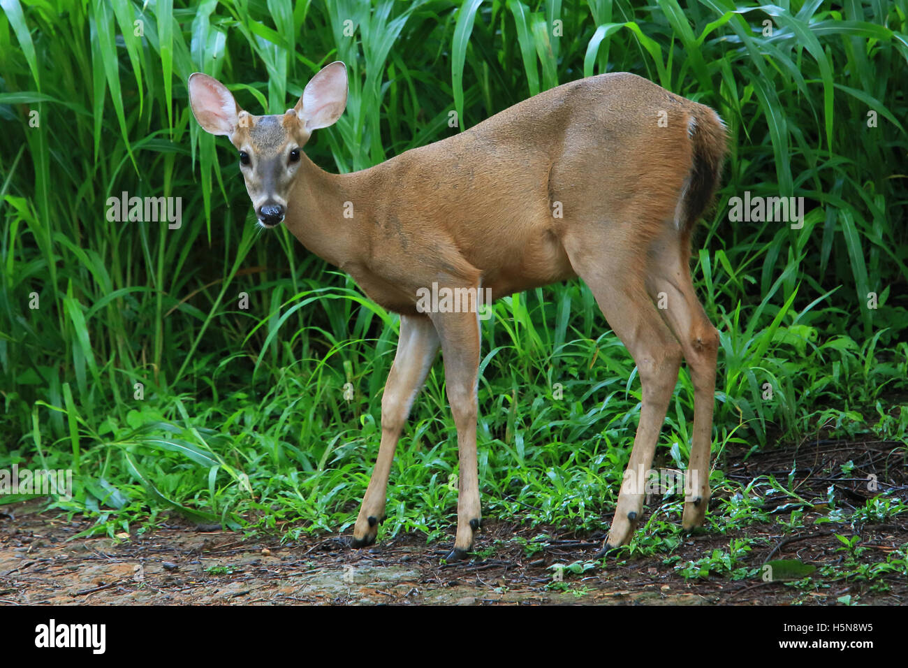 Young male White-tailed deer (Odocoileus virginianus). Tropical dry forest, Santa Rosa National Park, Guanacaste, Costa Rica. Stock Photo