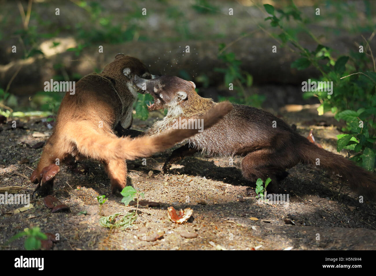 White-nosed coatis (Nasua narica) fighting. Tropical dry forest, Palo Verde National Park, Guanacaste, Costa Rica. Stock Photo