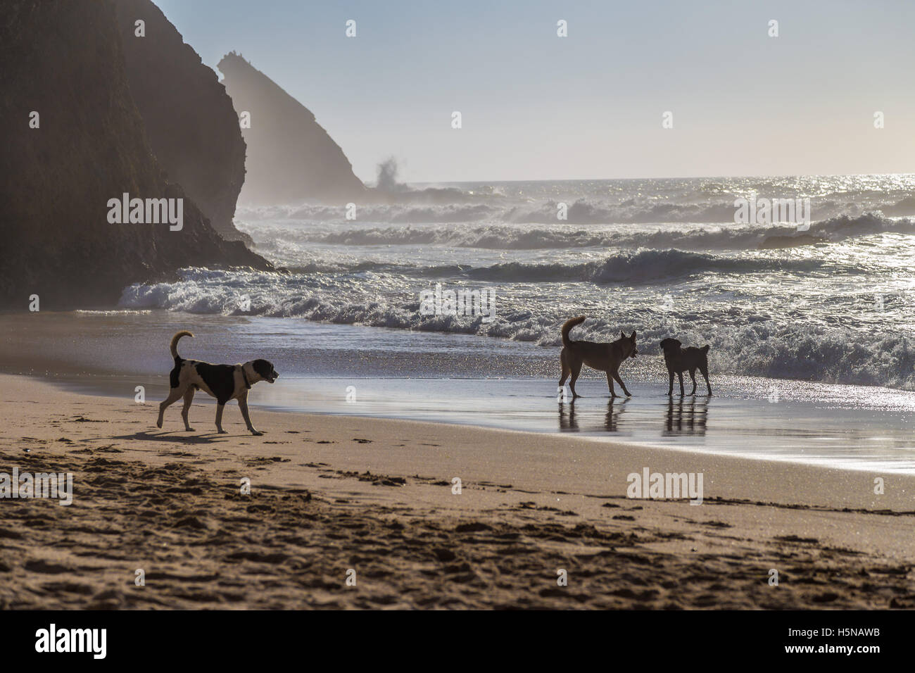 Dogs playing and splashing in water at Praia da Adraga beach, Portugal Stock Photo