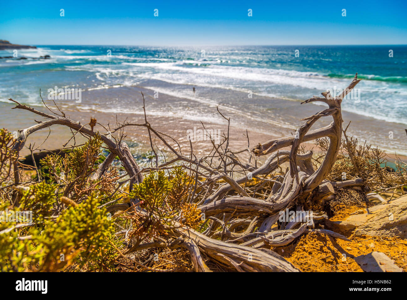 Selective focus of dead dried wooden branches with the Guincho beach seen in background, Cascais, Portugal Stock Photo