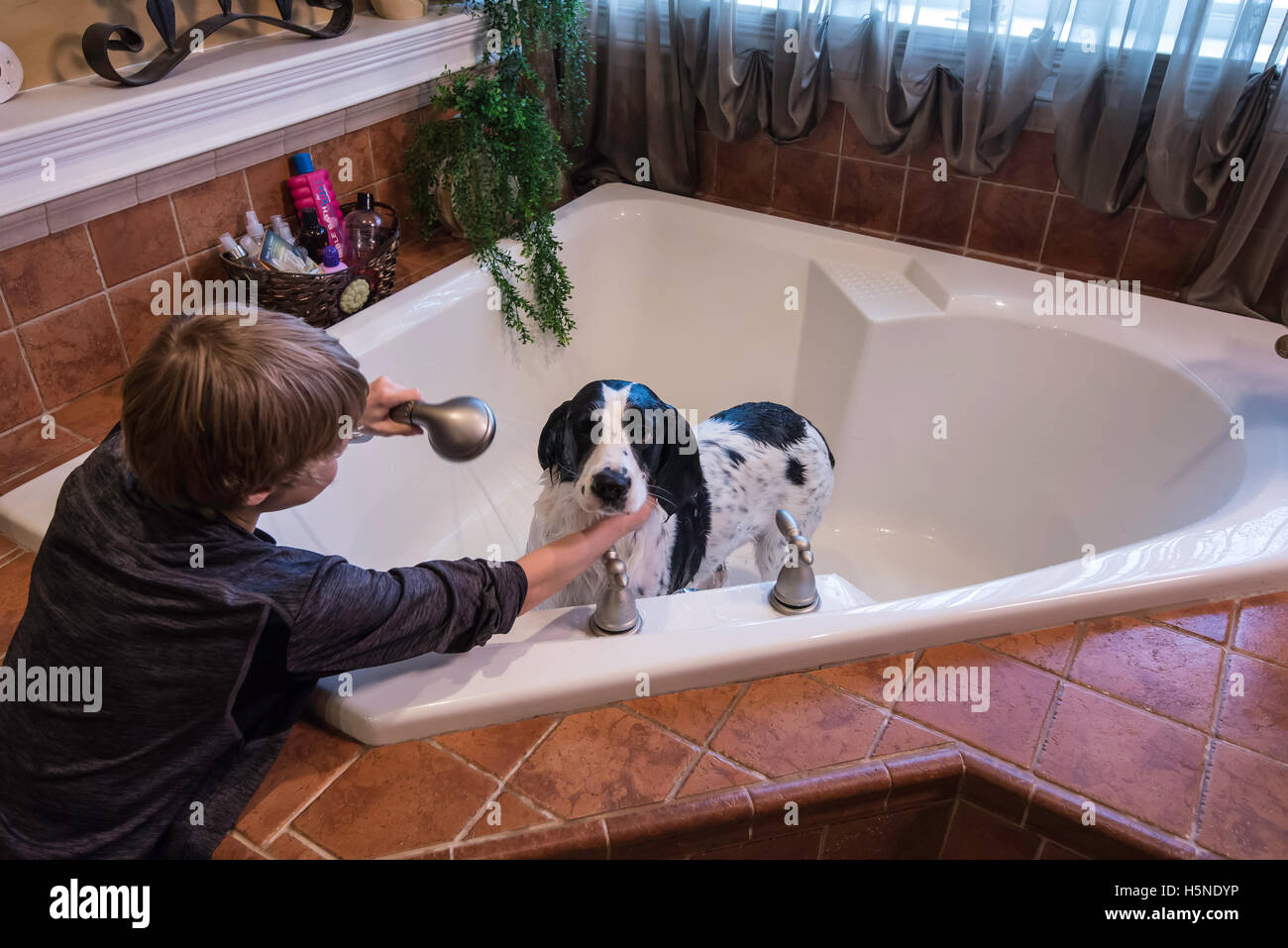 Boy bathing dog hires stock photography and images Alamy