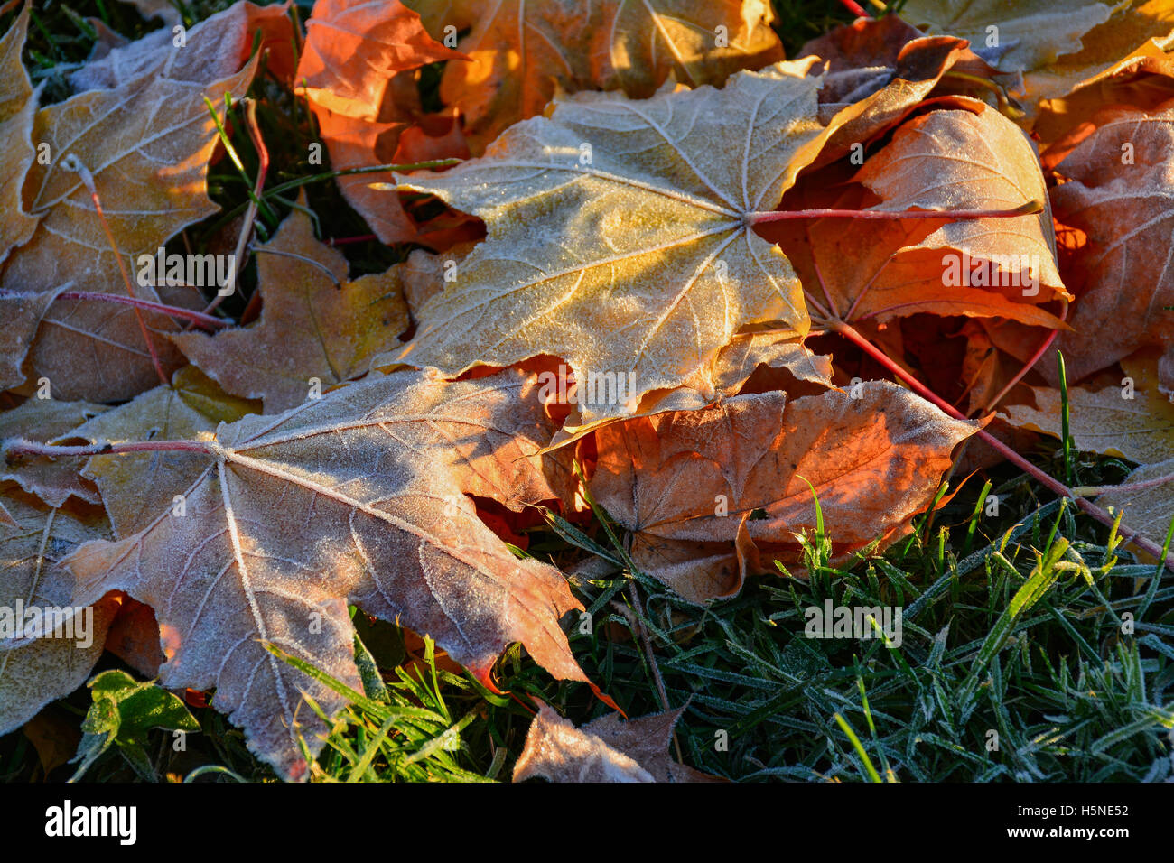 Fallen yellow maple leaves on a frosty morning on the grass Stock Photo ...