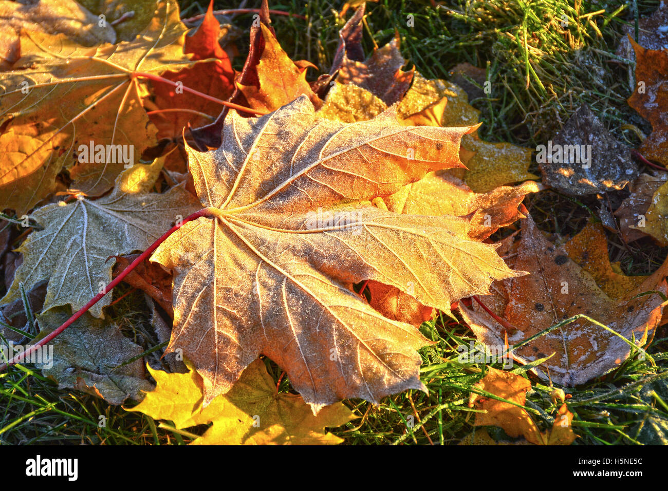 Fallen yellow maple leaves on a frosty morning on the grass Stock Photo ...