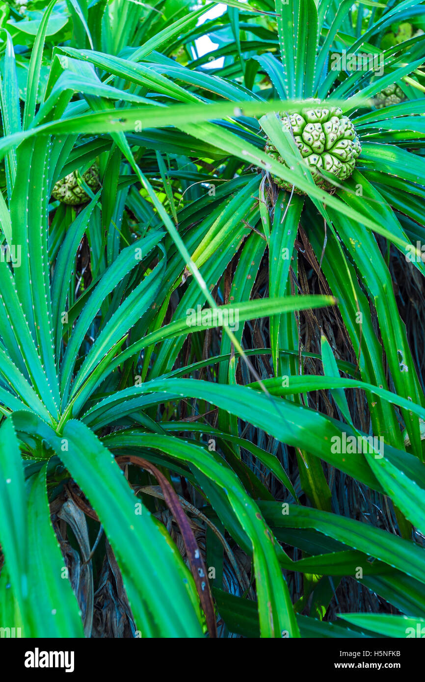 Pandanus palm (Pandanus amaryllifolius) tree with growing fruits, Maldives Stock Photo