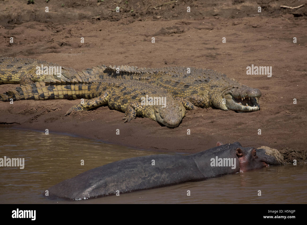 African crocodiles resting by hippo on sandbanks of Masai Mara River Kenya Stock Photo