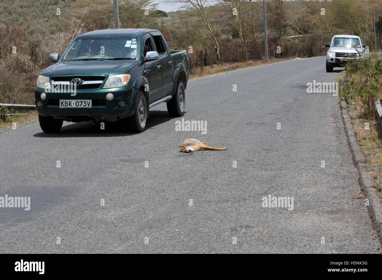 Car passing dead black-backed jackal on road Hells Gate Naivasha Kenya More than 85% of wildlife in the Lake Naivasha Basin now Stock Photo