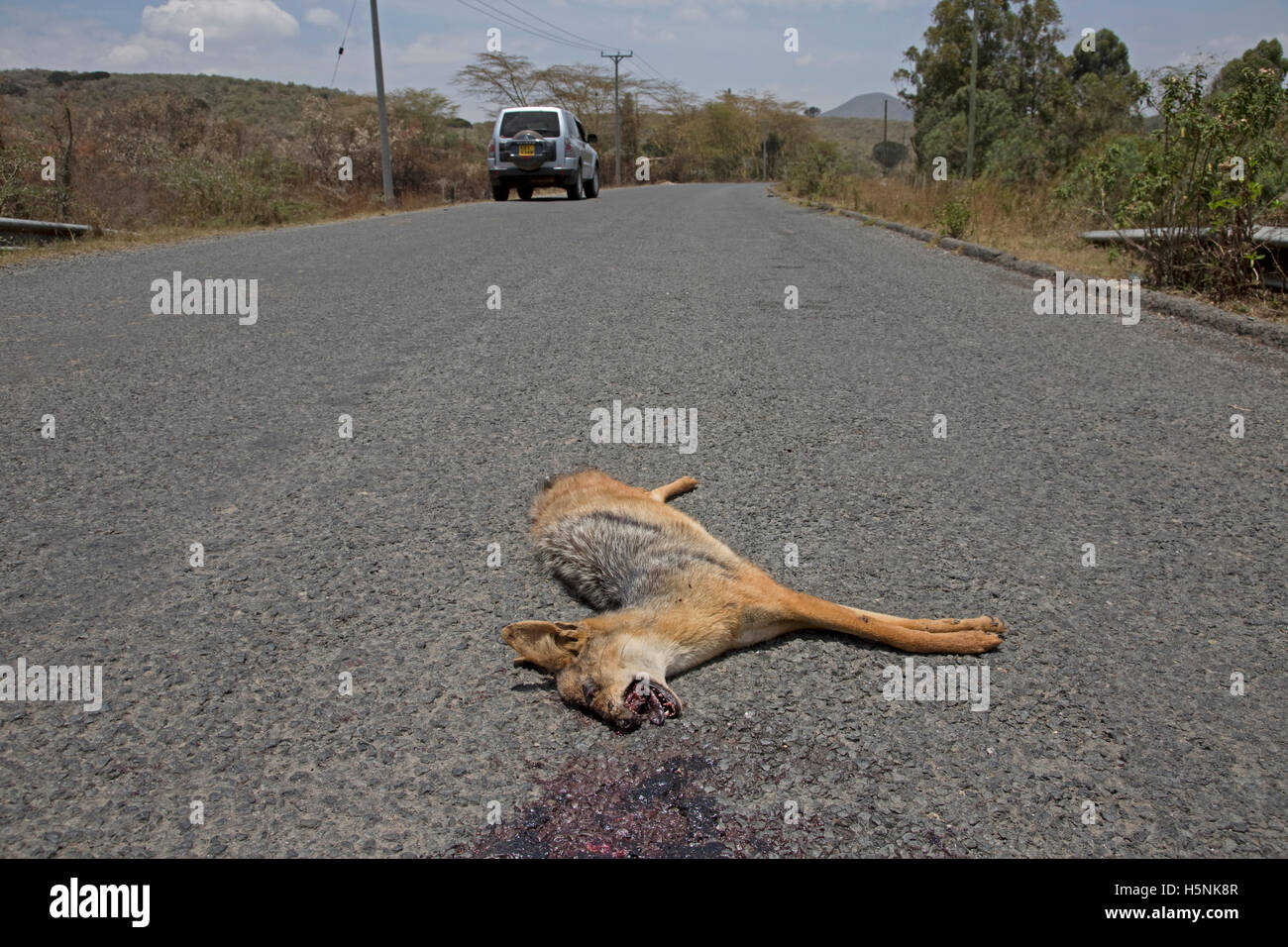 Dead black-backed jackal on road Hells Gate Naivasha Kenya More than 85% of wildlife in the Lake Naivasha Basin now occurs outsi Stock Photo